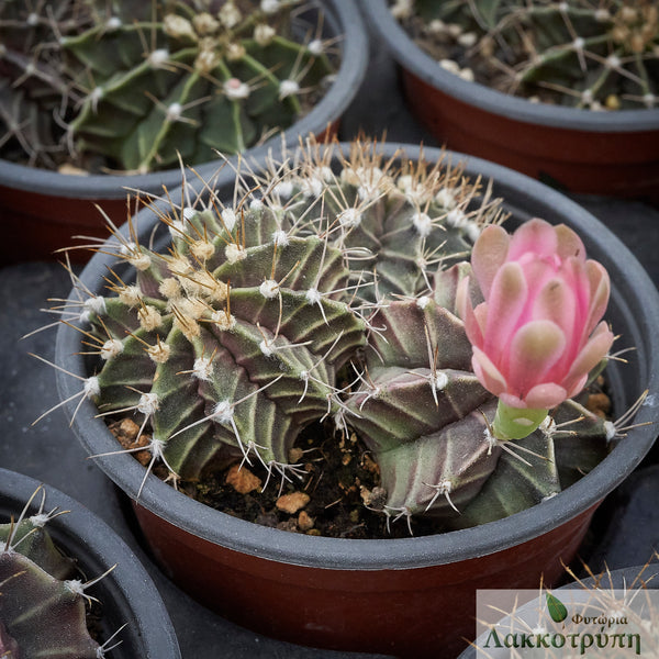 Gymnocalycium mihanovichii – Cyprus Cactus