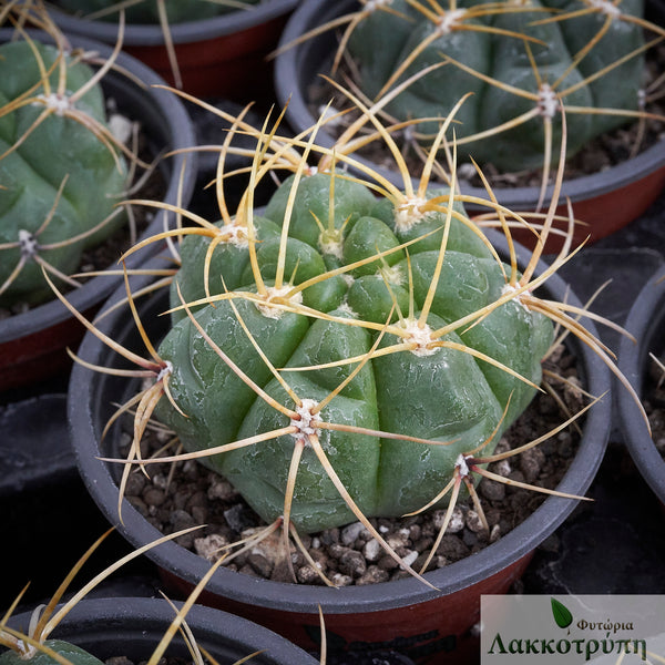gymnocalycium monvillei Gymnocalycium monvillei – Cyprus Cactus