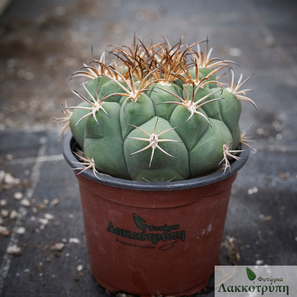gymnocalycium pflanzii Gymnocalycium pflanzii – Cyprus Cactus