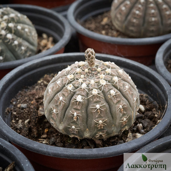 gymnocalycium ragonesei Gymnocalycium ragonesei – Cyprus Cactus