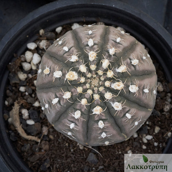 Gymnocalycium ragonesei – Cyprus Cactus