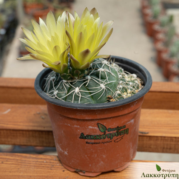 Gymnocalycium andreae – Cyprus Cactus
