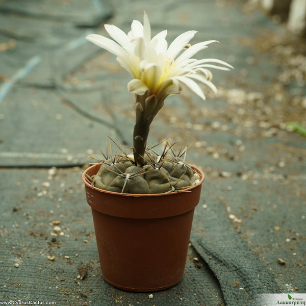 gymnocalycium borthii Gymnocalycium borthii – Cyprus Cactus