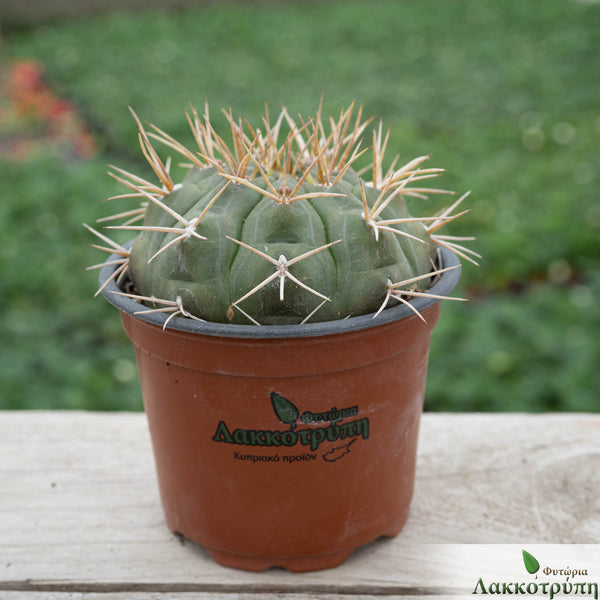 monstera monkey leaf ableger Monstera Adansonii | Monstera Ableger