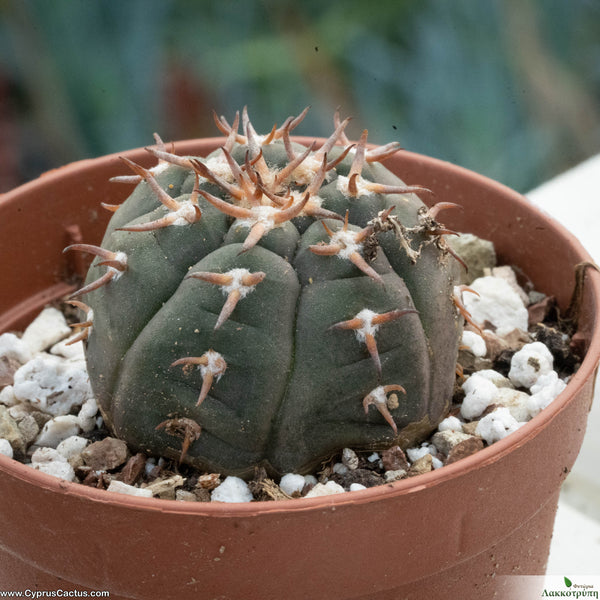 Gymnocalycium spegazzinii var. unguispinum – Cyprus Cactus