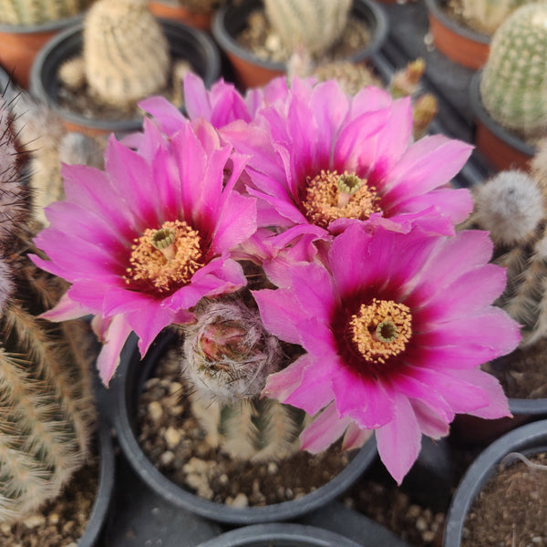 Echinocereus reichenbachii fitchii – Cyprus Cactus