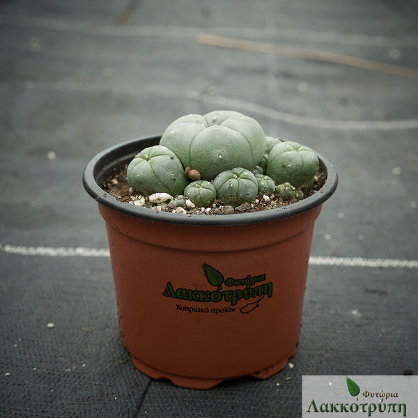 Lophophora williamsii – Cyprus Cactus