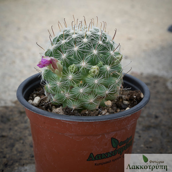 Mammillaria boolii – Cyprus Cactus