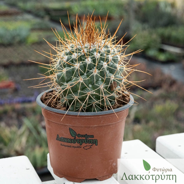 Mammillaria craigii – Cyprus Cactus