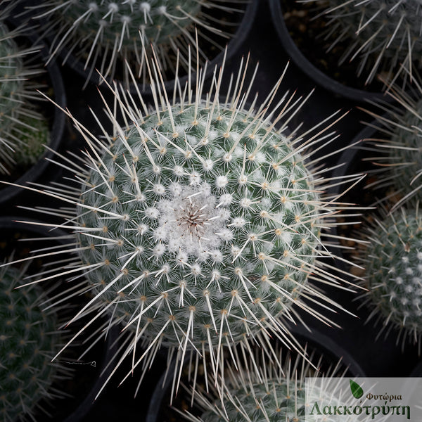 Mammillaria geminispina – Cyprus Cactus