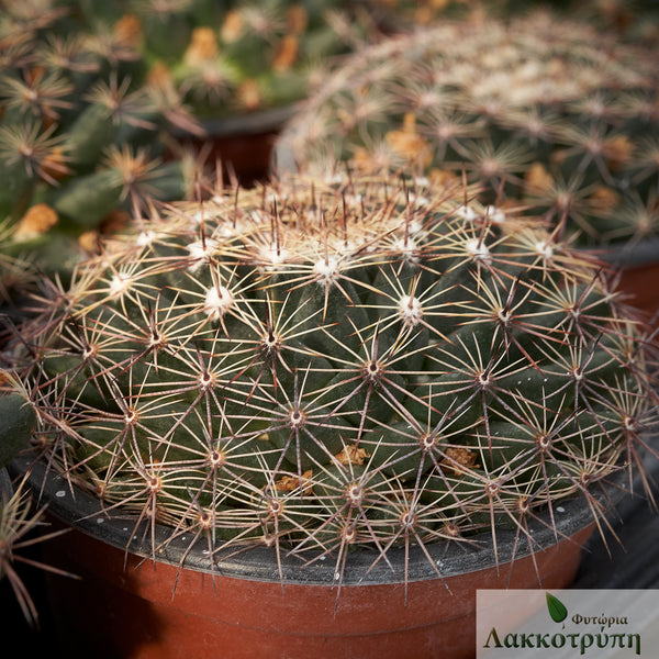 Mammillaria heyderi – Cyprus Cactus