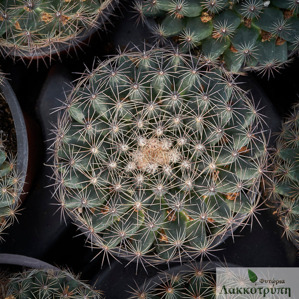 Mammillaria heyderi – Cyprus Cactus
