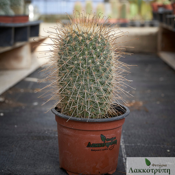 Mammillaria magnifica – Cyprus Cactus