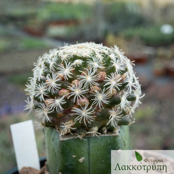 mammillaria roemeri Mammillaria roemeri – Cyprus Cactus