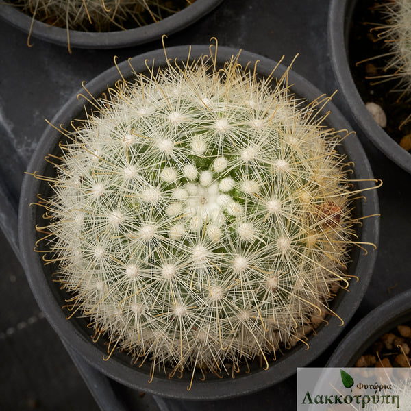 mammillaria senilis Mammillaria senilis – Cyprus Cactus