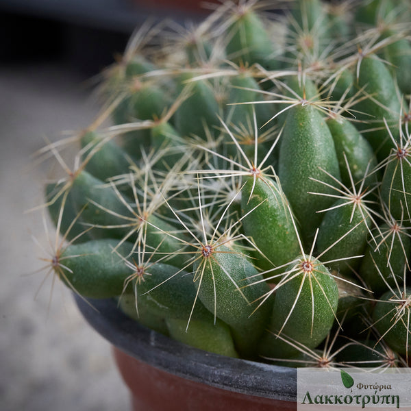 mammillaria sphaerica Mammillaria sphaerica – Cyprus Cactus