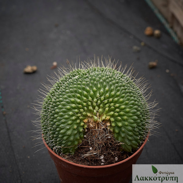 Mammillaria spinosissima Un Pico crestata – Cyprus Cactus