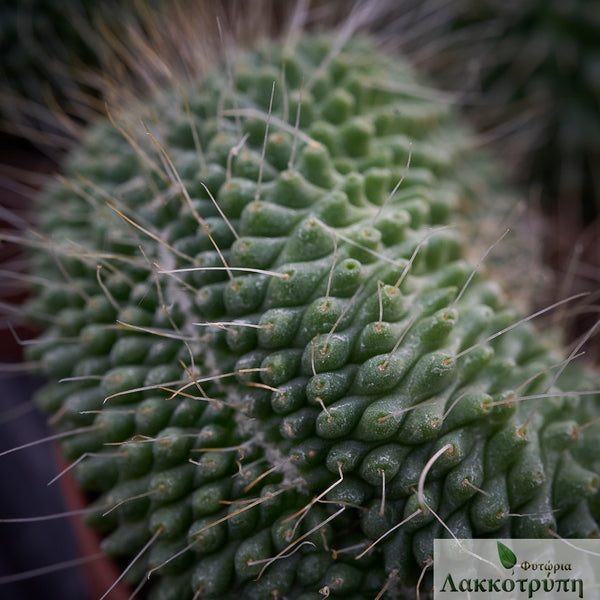 Mammillaria spinosissima Un Pico crestata – Cyprus Cactus