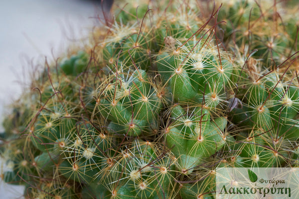 mammillaria surculosa Mammillaria surculosa – Cyprus Cactus