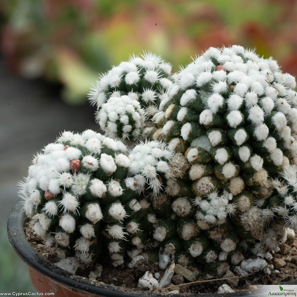 Mammillaria gracilis oruga – Cyprus Cactus