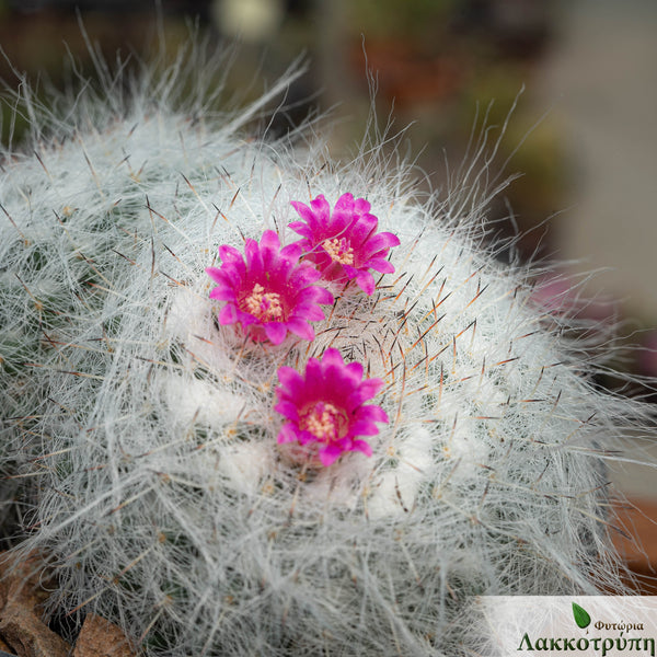 mammillaria lanata Mammillaria hahniana – Cyprus Cactus