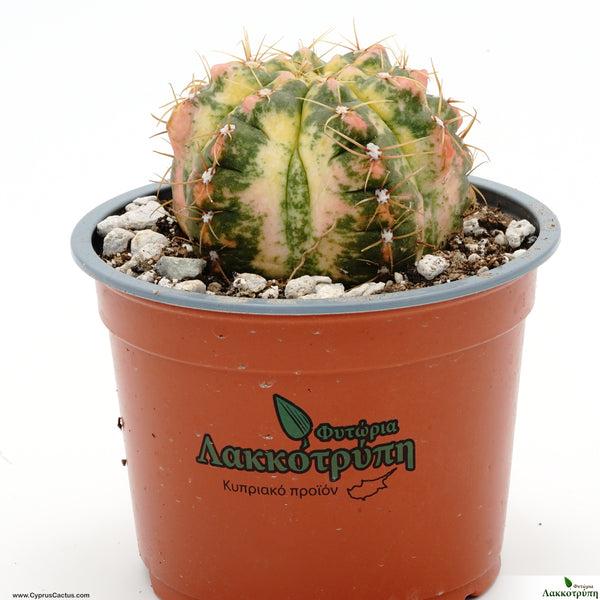 Gymnocalycium paraguayense variegated – Cyprus Cactus