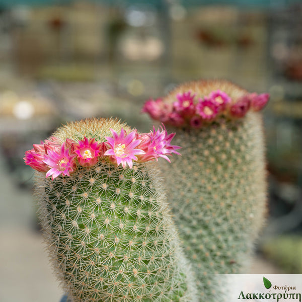Mammillaria pilcayensis Cyprus Cactus