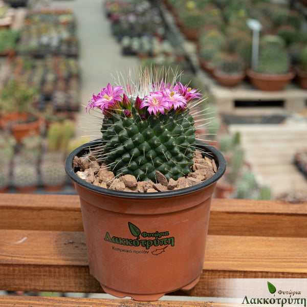Mammillaria spinosissima un pico – Cyprus Cactus