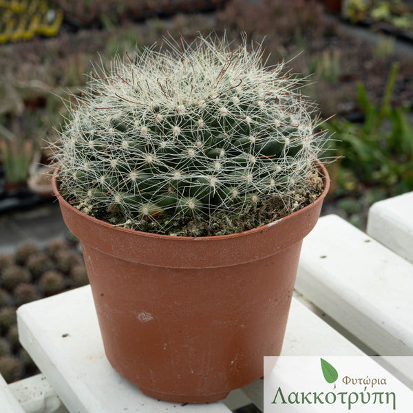 Mammillaria zephyranthoides – Cyprus Cactus