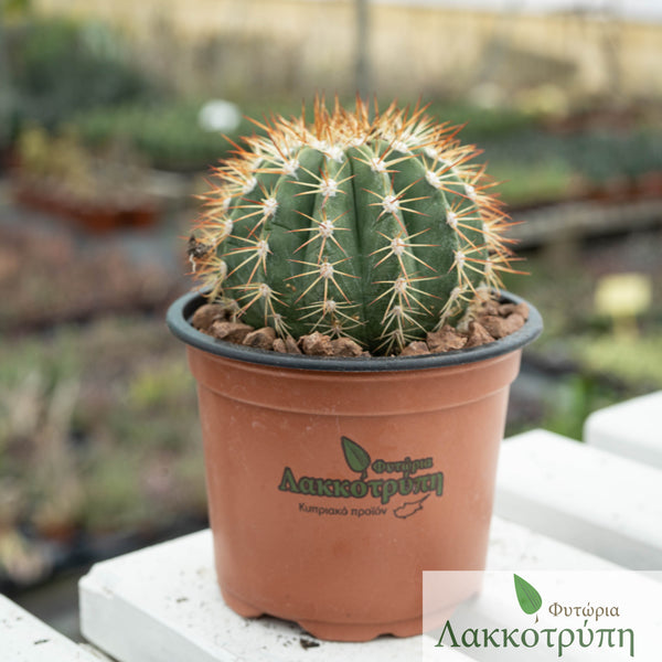 Melocactus broadwayi  Cyprus Cactus