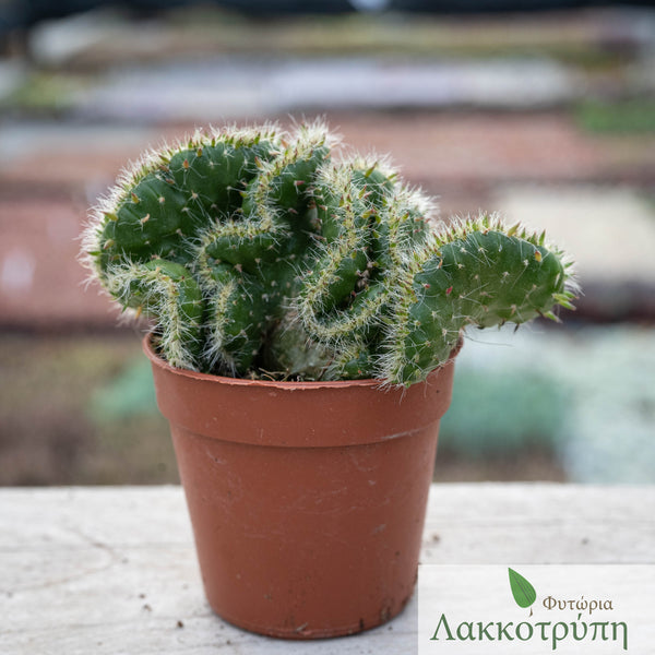 Opuntia tuna cristata Cyprus Cactus