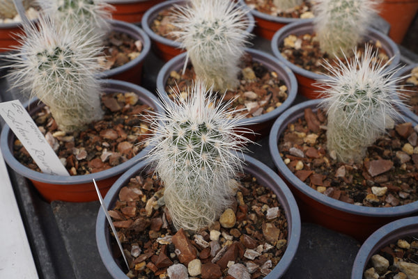 Echinocereus viridiflorus v. canus Solitario Presidio – Cyprus Cactus