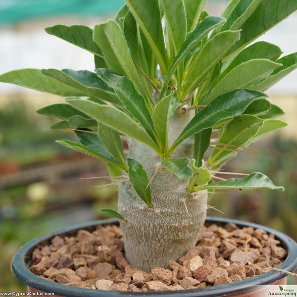 dracaena meaning Dracaena deremensis 'Rikki' 12