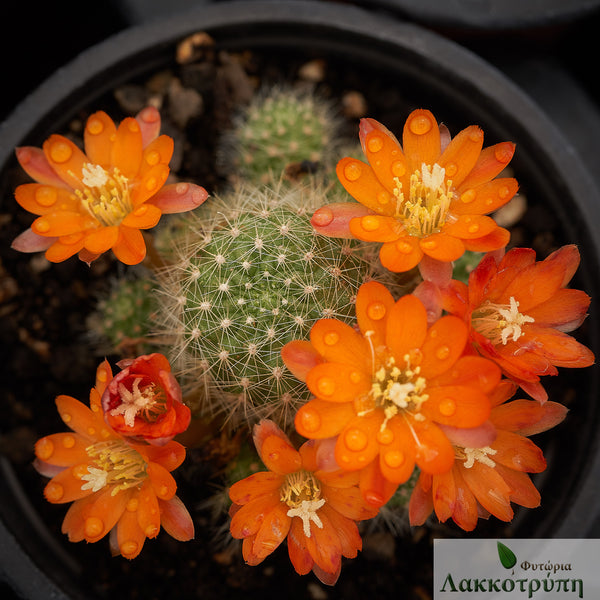 Rebutia pulvinosa – Cyprus Cactus