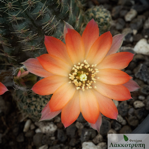 Rebutia pygmaea – Cyprus Cactus