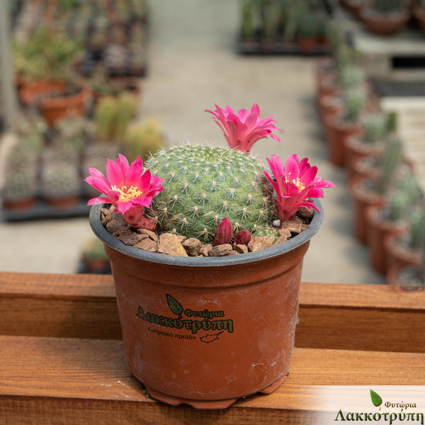 Rebutia minuscula – Cyprus Cactus
