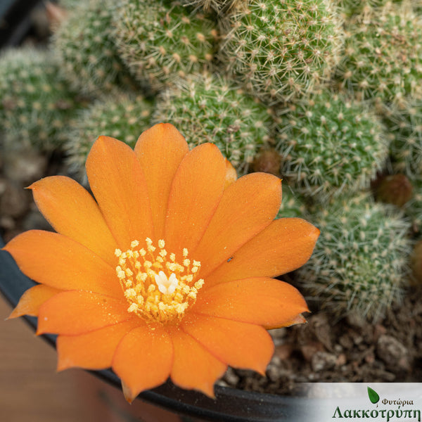Rebutia pulvinosa  Cyprus Cactus