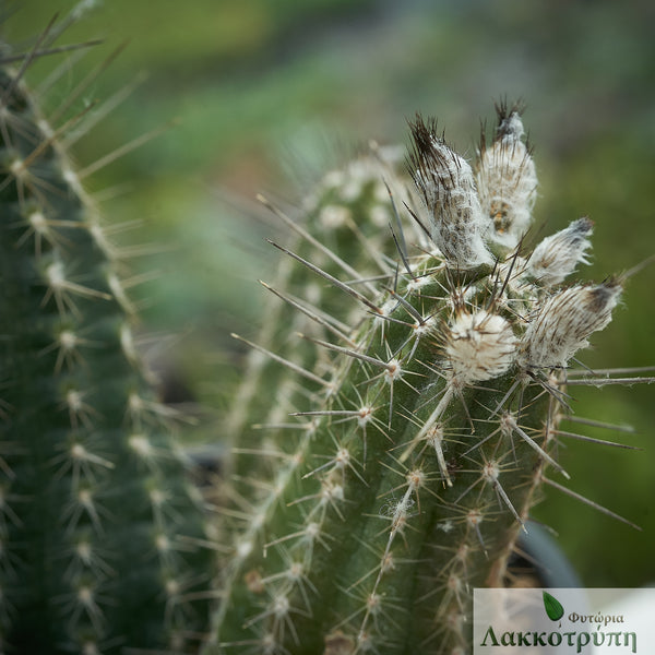 Setiechinopsis mirabilis Cyprus Cactus