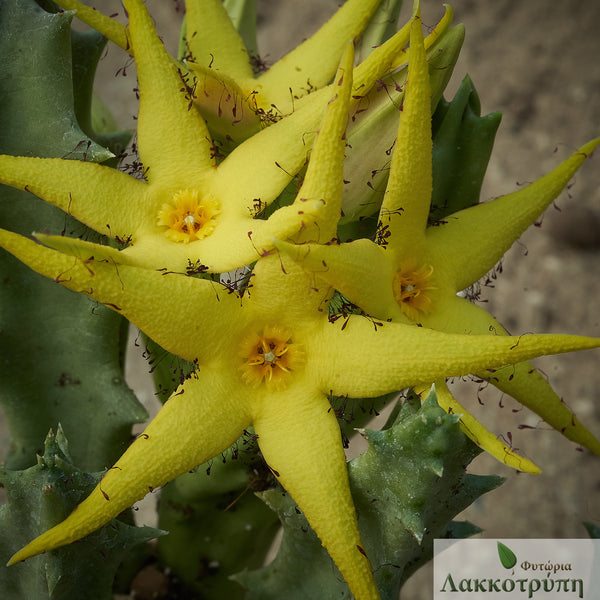 Orbea lutea Cyprus Cactus