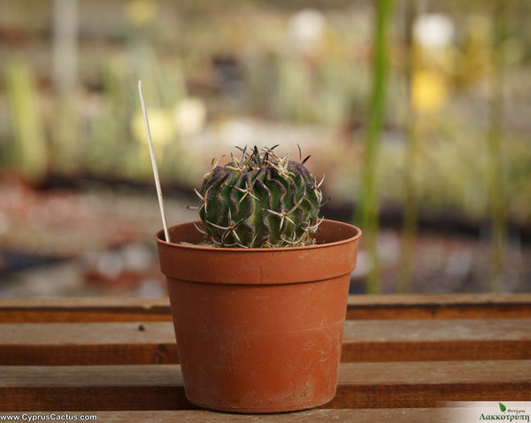 Stenocactus pentacanthus – Cyprus Cactus