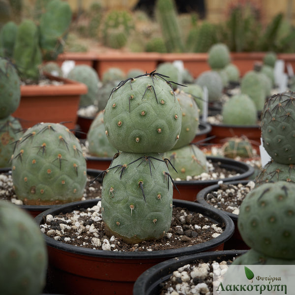 Tephrocactus geometricus – Cyprus Cactus