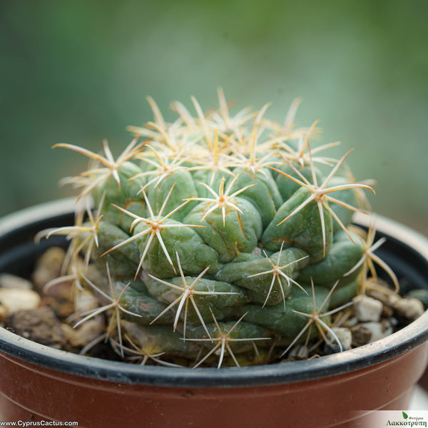Coryphantha asterias Cyprus Cactus