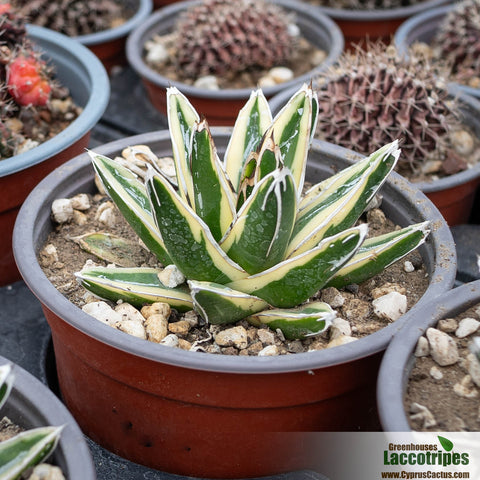 Agave victoriae-reginae variegata 'Kizan'