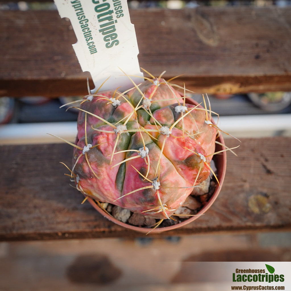 Gymnocalycium paraguayense variegated – Cyprus Cactus