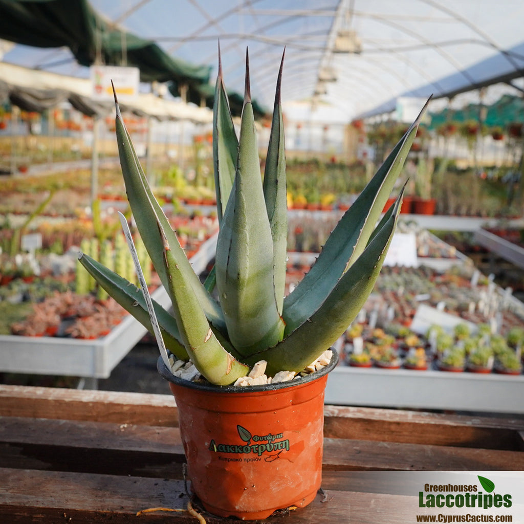 Agave nigra – Cyprus Cactus