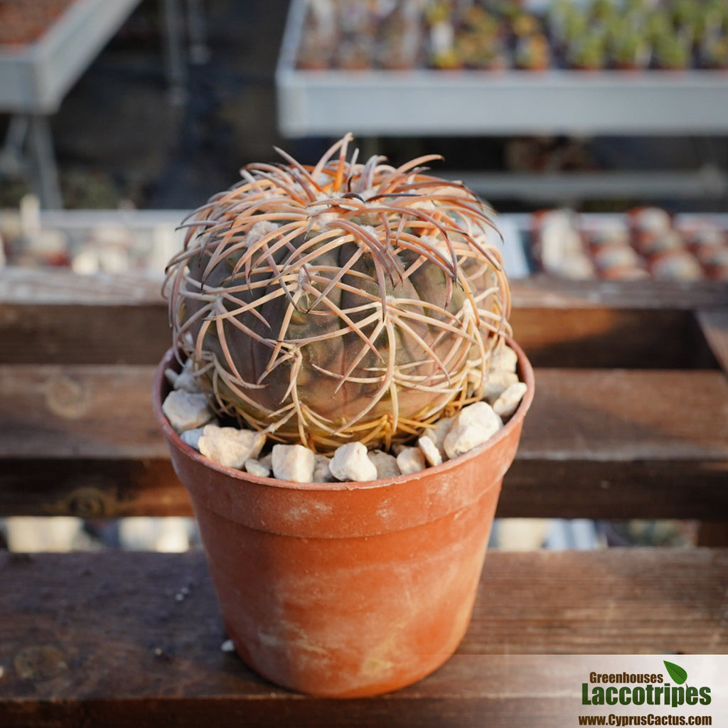 Gymnocalycium spegazzinii – Cyprus Cactus
