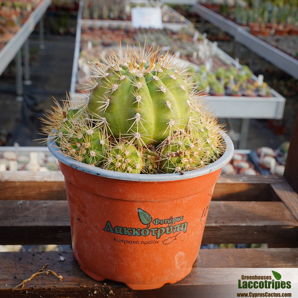 Gymnocalycium chacoense – Cyprus Cactus