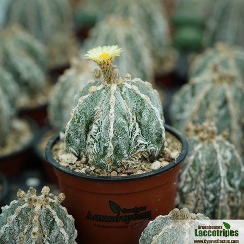 Astrophytum myriostigma cv Fukuryu Haku-jo  Hania