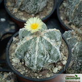 Astrophytum myriostigma cv Fukuryu Haku-jo  Hania