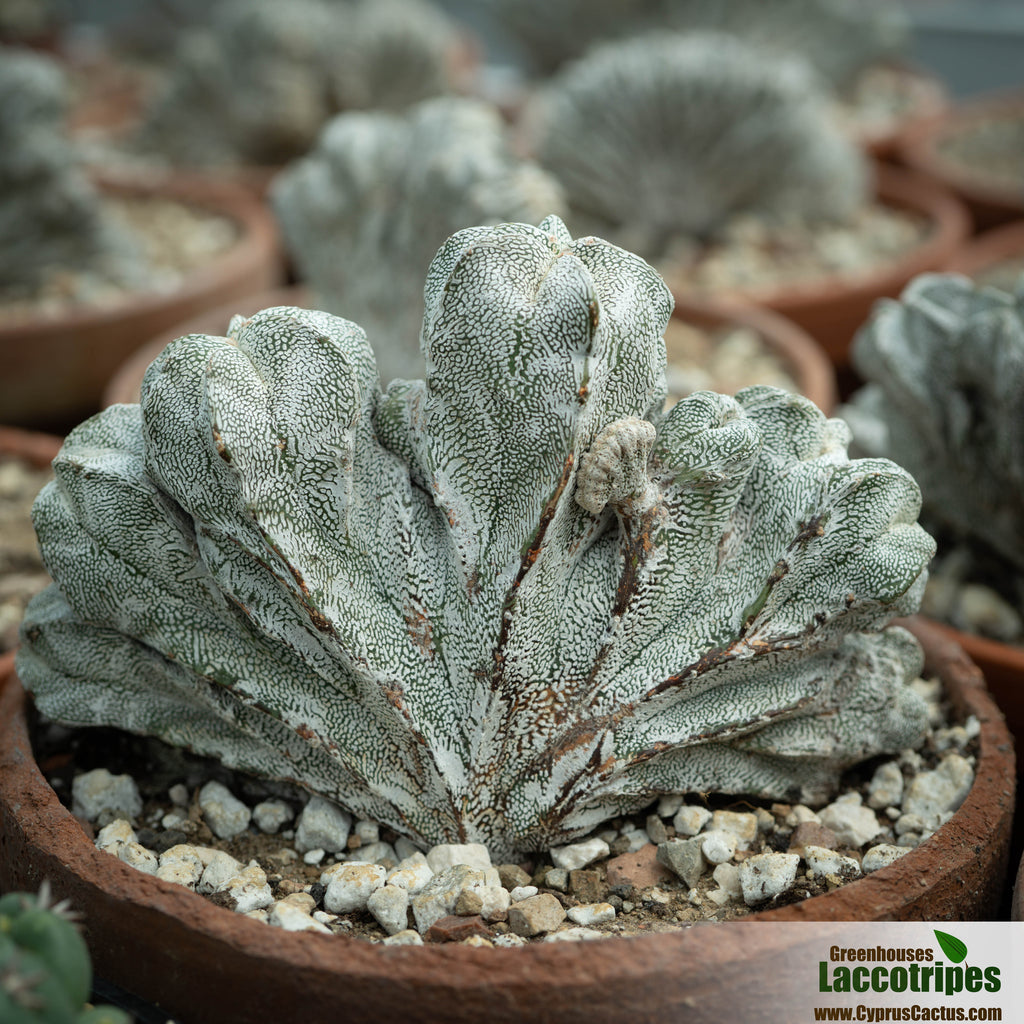 Astrophytum myriostigma cristata – Cyprus Cactus